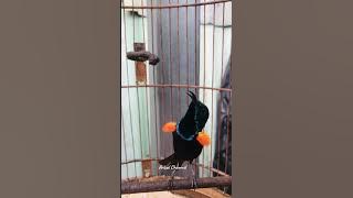 SOGON DADA HITAM BIRAHI 😍 #kicauan #kicaumanianusantara #sogonbahan #birds #kicaumania #sogonngobra