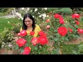 Rose garden in Seattle..Roses#garden#springdiaries#flowers..