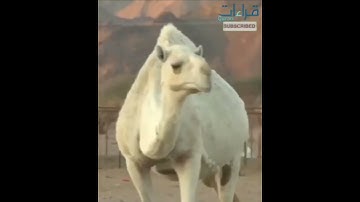 غادر الدنيا قليلا و استمع بقلبك _ تلاوة🎧خاشعة للشيخ الطبلاوي " أفلا ينظرون إِلى الإِبل كيف خلقت " ..