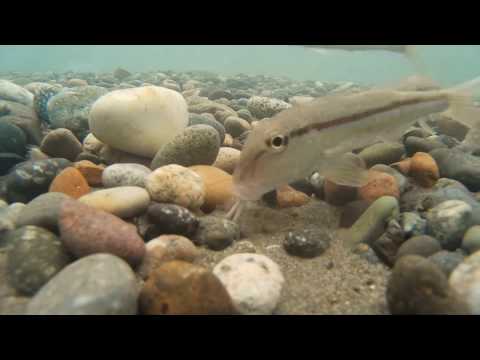 ვიდეო: როგორ გავაკეთოთ ასპი წითელი თევზისა და ზღვის პროდუქტებისგან