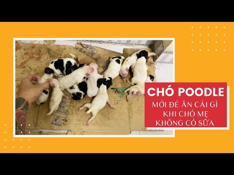 Video Chó Poodle Mới Đẻ Ăn Gì Khi Chó Mẹ Không Có Sữa - youtube