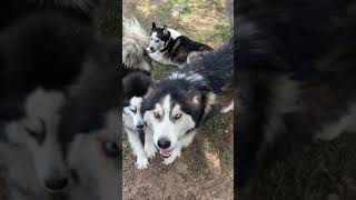 Quick Update On the Husky Family And the Channel