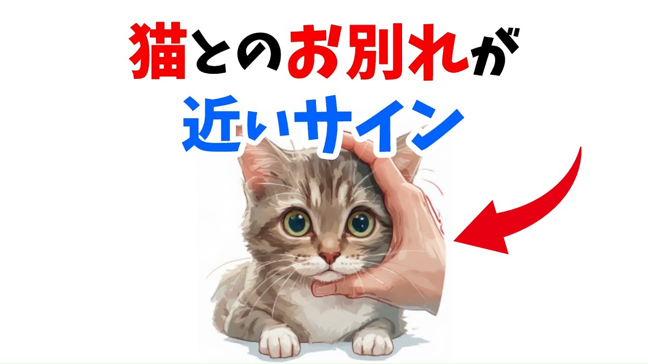 【その時のために】猫が最期を悟ったときに見せる行動12選
