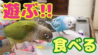 インコたちの1日　Day in Life of Parakeets