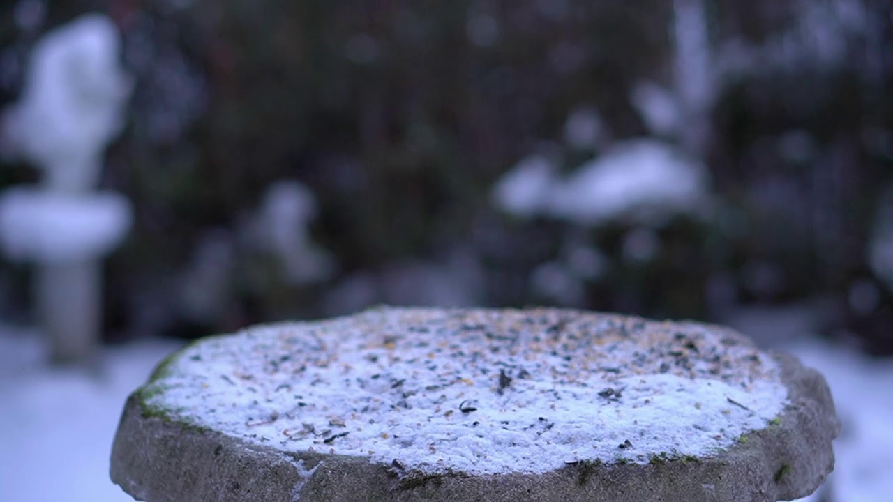 🔴 LIVE Ultra 4K Wildlife  🐦🐿️ |  Cat TV Dog TV