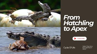 From Egg to Apex Predator: The Incredible Life Cycle of a Crocodile!