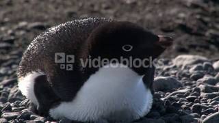 Adelie Penguin Pygoscelis Adeliae On Shoreline Of Cape Adare An Island In The Ross Sea Antarctica Sg