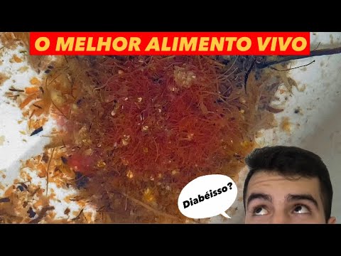 Vídeo: Posso alimentar meu axolotl tubifex?