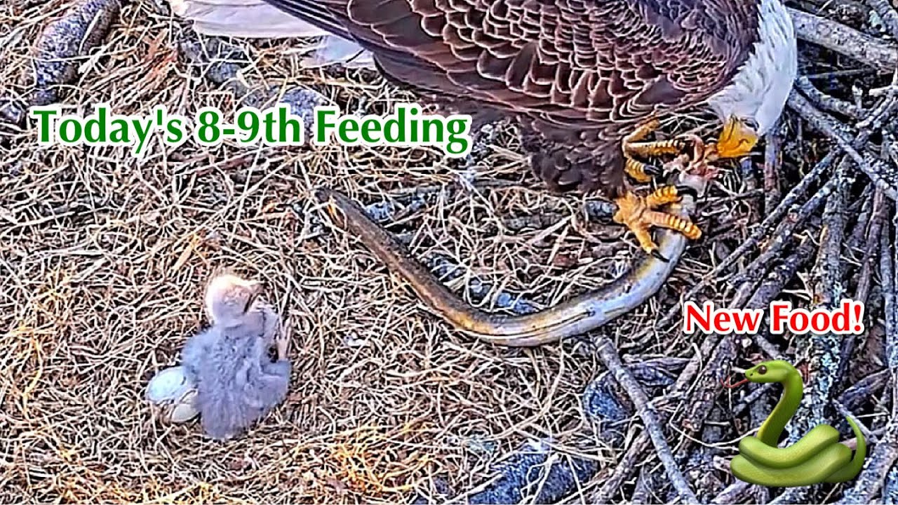 #85🦅🐥8°🥚／Duke Farms Eagle Nest 2026／Duke Mom💗Duke Dad／by Duke  Farms