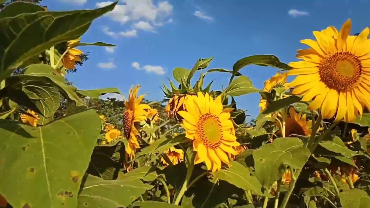  YANG  TERBARU  KEBUN BUNGA  MATAHARI TAMAN BUNGA  NAWARI 