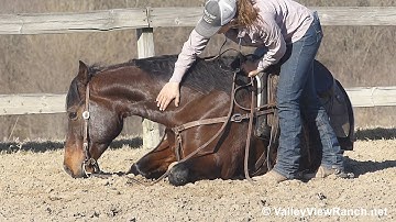 Versaceonthefloor - lay down, mount, jog, lope, stops, turns! - ValleyViewRanch.net