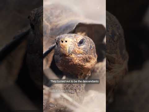 Return of the giant tortoises