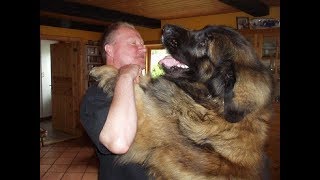 leonberger st bernard mix