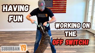 Training Your Dog Inside During Bad Weather (UNCUT SESSION!)