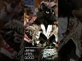 title : #SchrodingersCatSings #IFeelGood #JamesBrown  #Caturday  #CatsLover #catvideos