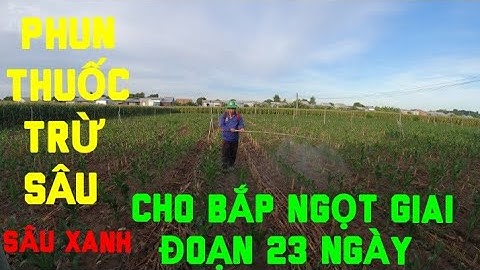 HƯỚNG DẪN PHUN THUỐC TRỪ  SÂU XANH CẮN BẮP NGỌT GIAI ĐOẠN 23 NGÀY