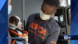 Over two dozen dogs rescued from 'filthy, overcrowded' cruelty case in Hamilton