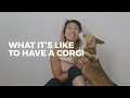 What It's Like To Own A Corgi | CORGI FACTS