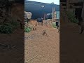 Goat family growing  #agrobusiness #goat #theothersideofmakebelieve