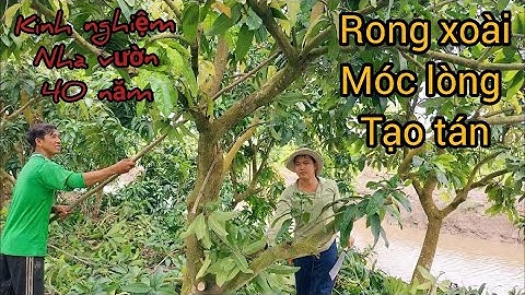 Hướng dẫn kĩ thuật tỉa cành, móc lòng tạo tán cho xoài đài Loan