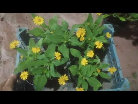Видео: Информация о растениях меламподиума: как выращивать меламподиум