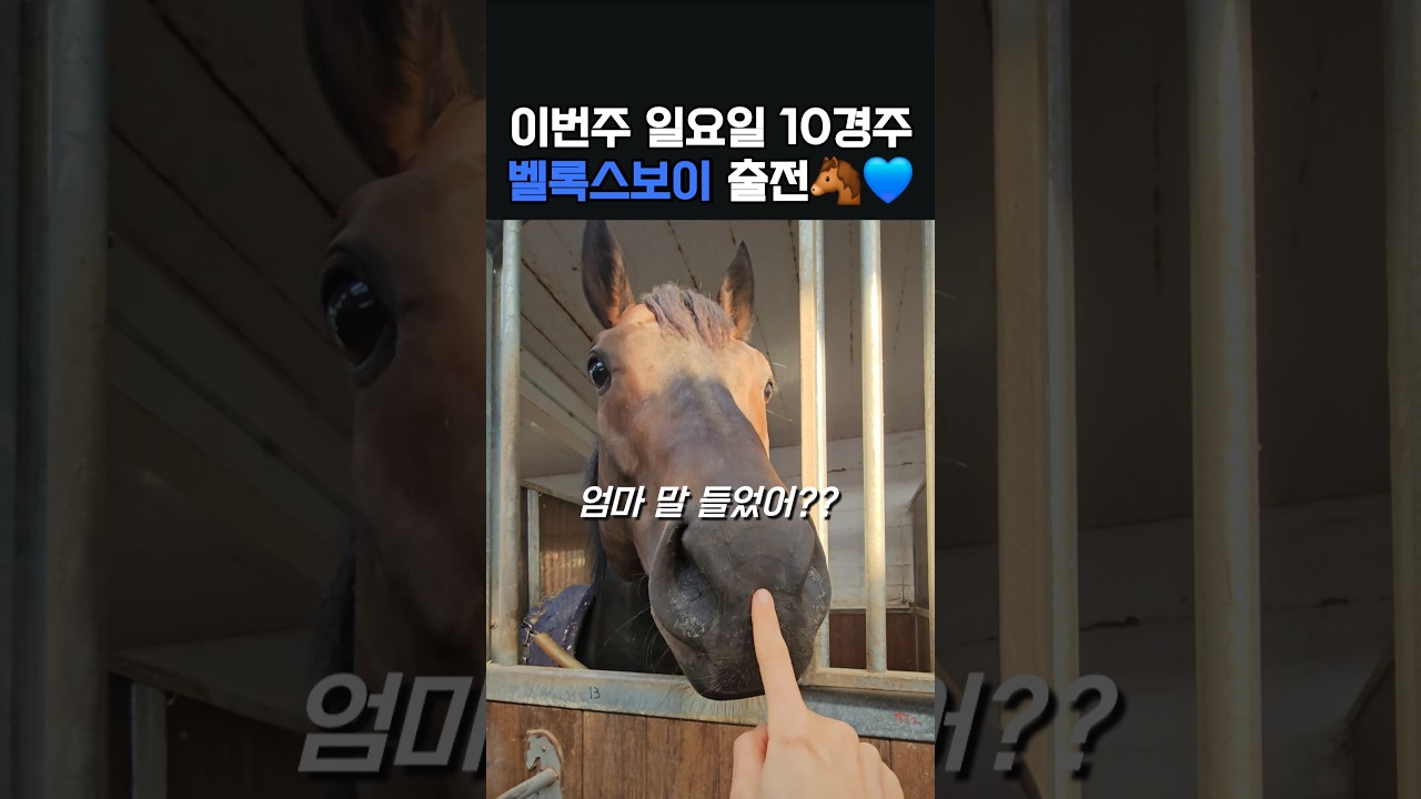 이번주 출전마 소개‼️ #벨록스보이🐴 #일요서울🔟경주 #6️⃣번게이트
