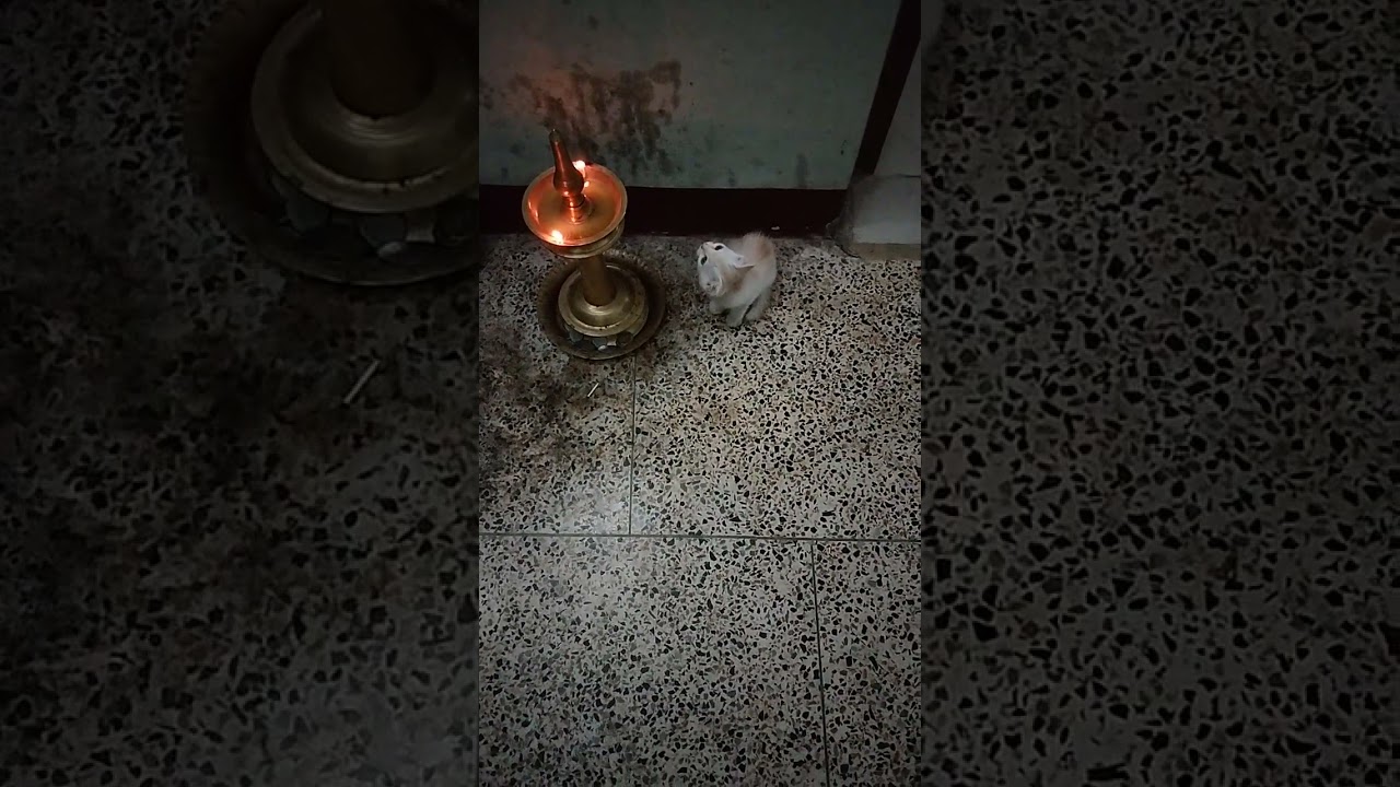 മൃഗങ്ങളും പ്രർത്ഥിക്കും