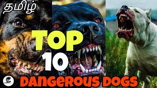 Top 10 ஆபத்தான நாய்கள் | dangerous dogs that you should fear some | canine empire