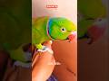 Green parrot 🦜 ringneck parrot indian parrot #parrot #cutemithu