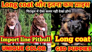 Import Line & Unique Color Of Pitbull Dog Long Coat German Shepherd In Low Price