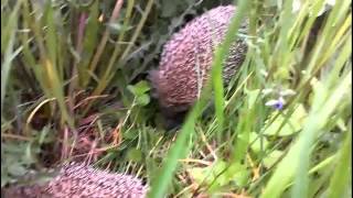 Siilit tuhisee, hedgehog