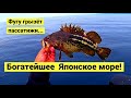 Богатейшее Японское море! Фугу, батимастер, марулька, шлемоносец, окунь штейндахнера // Субтитры