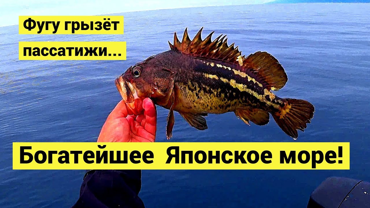 Богатейшее Японское море! Фугу, батимастер, марулька, шлемоносец, окунь штейндахнера // Субтитры