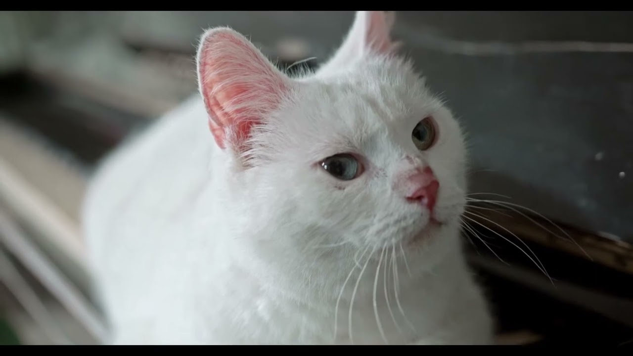 AniTV - Cute and Funny Cat Videos Compilation