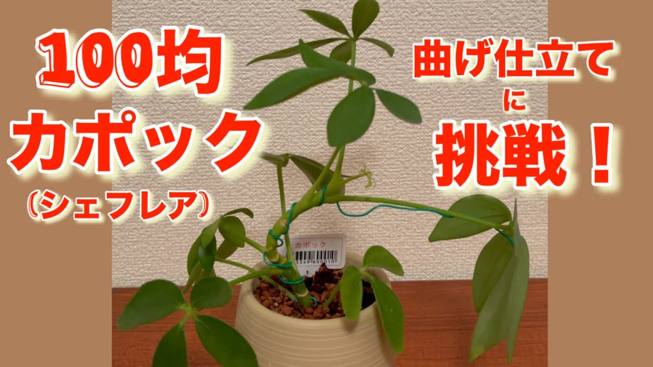 100均カポックの曲げ仕立てに挑戦！ - YouTube