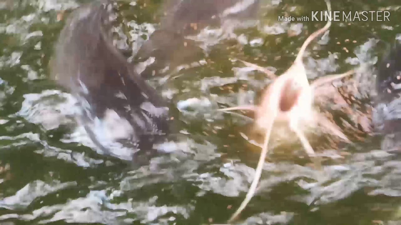 Pemula ternak lele master 