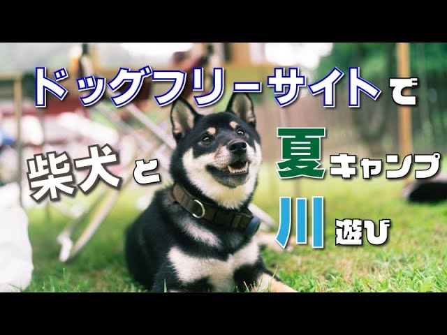 犬と夏キャンプ 広々ドッグランサイトとはじめての川遊びで1泊2日を満喫 山梨県南アルプス市 ウエストリバーオートキャンプ場 Youtube