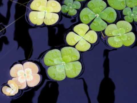 انشوده حياتي ايقاع من انشاد يزيد الاماسي