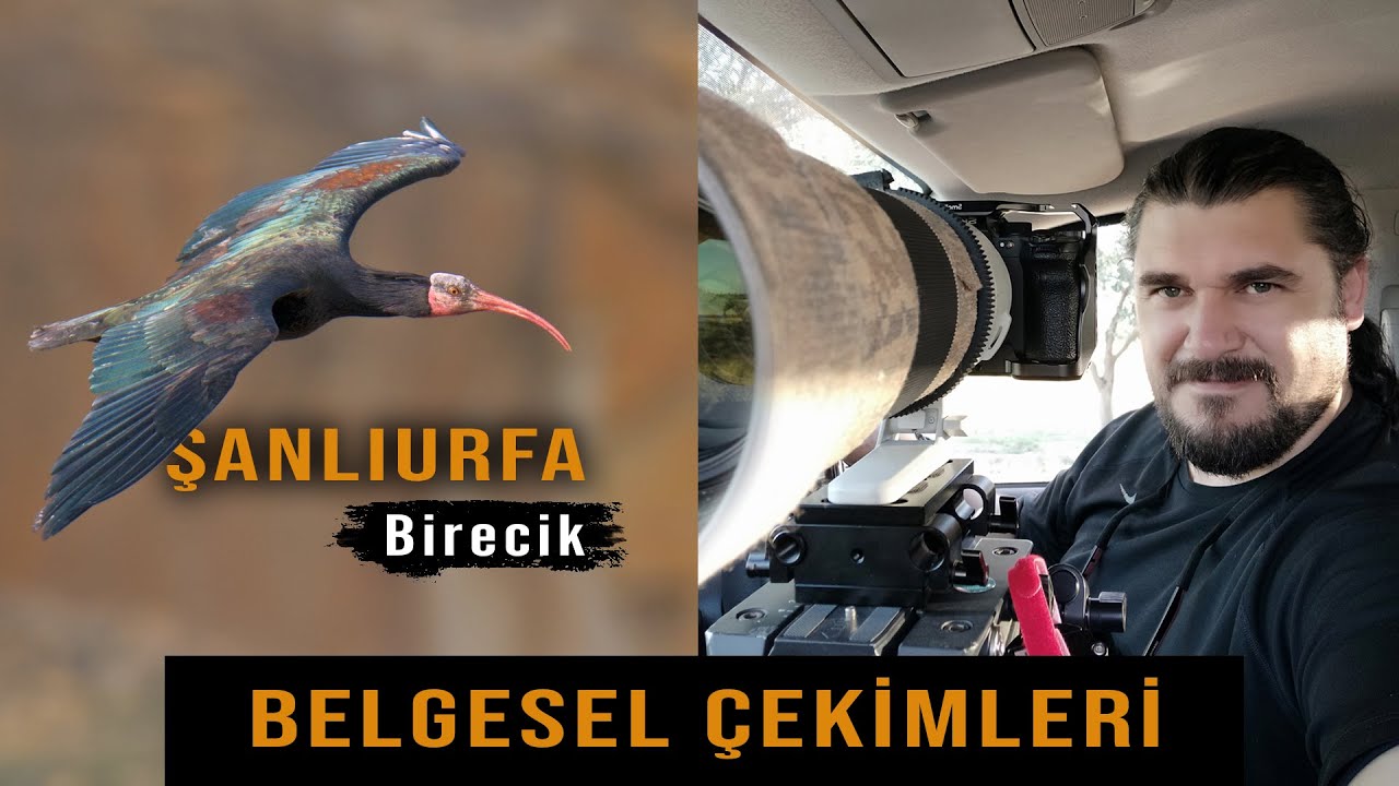 Şanlıurfa Birecik Belgesel Çekimleri Vlog | Anadolu Kadim Doğa Belgeseli Kelaynak veTuraç