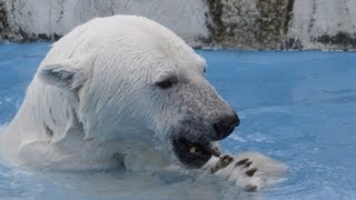活きのいい魚に手こずるララ~Polar Bear catches and eats fish