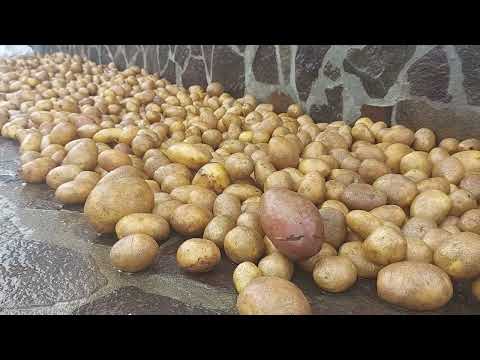 Видео: Картофите разболяват ли кучетата?