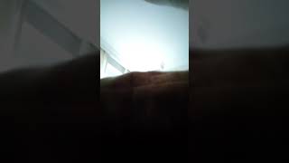 Kral Çınar Portakalı Rüyasında Görürken