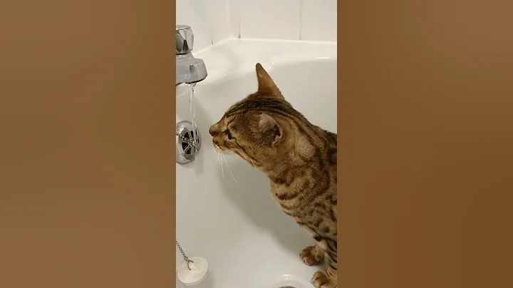 Watch the video about Thirsty Bengal Cat drinking from bath faucet (tap) #bengalcat #asmr