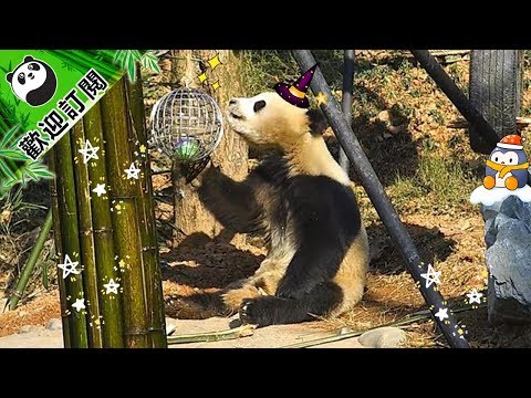 《熊貓早晚安》小球球，我放棄你了 | iPanda熊貓頻道