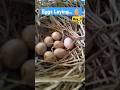 natukodi farming #shipfarming #ship | Eggs Laying &amp; Hatching 🐣 #viral   #trending  #shorts