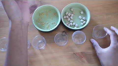 Atelier 3 PS : Tri des graines