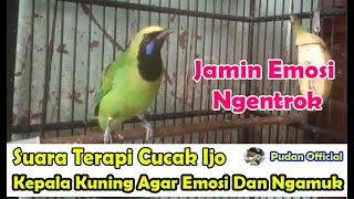 SUARA TERAPI CUCAK IJO KEPALA KUNING AGAR EMOSI DAN NGAMUK SAAT LOMBA