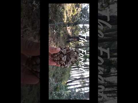 Nature Naturevlog Travel Photography Trekking Forest Forestguard Safari Himachalpradesh