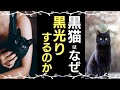 【黒猫】人々に嫌われる黒猫の歴史と雑学