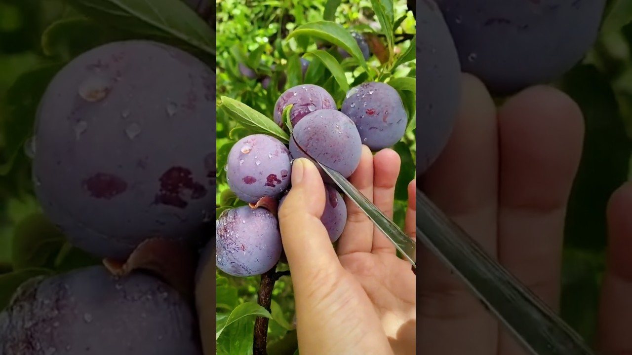 Growing Fruit: Tips for Beginners Enjoy Beautiful Very Rear Palum Fruits Cutting 🥝🫐